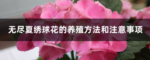 无尽夏绣球花的养殖方法和注意事项