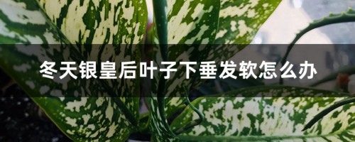 冬天银皇后叶子下垂发软怎么办