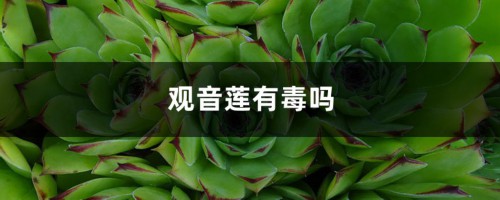 观音莲有毒吗