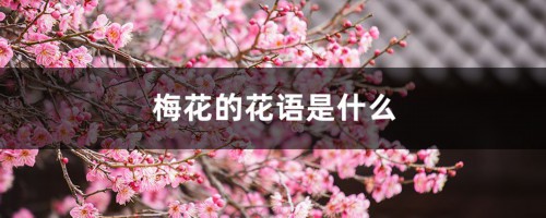 梅花的花语是什么