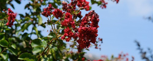 长春适合养什么花，市花和市树是什么