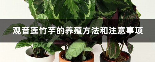 观音莲竹芋的养殖方法和注意事项