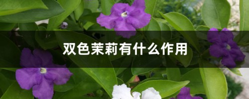 双色茉莉有什么作用