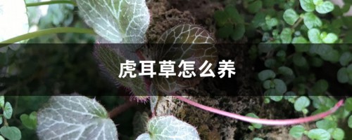 虎耳草怎么养