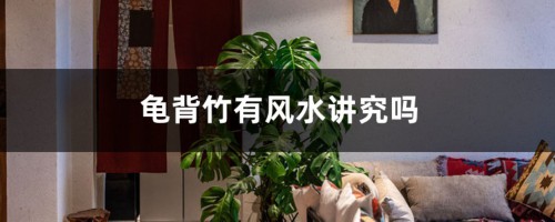 龟背竹有风水讲究吗