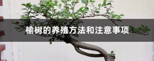 榆树的养殖方法和注意事项