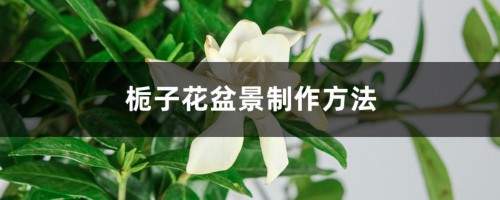 栀子花盆景制作方法