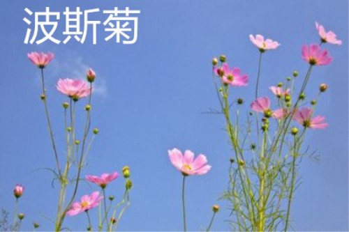 波斯菊植株