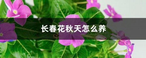 长春花秋天怎么养